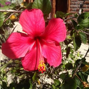 Meet your Posher, Alexa